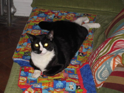 Sprawling on quilts is a popular pastime in the feline community.