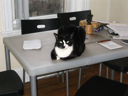 Tuxedo cats work well on the tabletop as well.