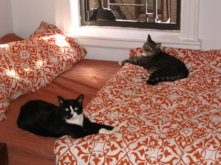 Cats and comforters. Always a winning combination.