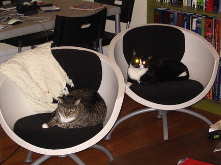Two cats plus two egg chairs equals bliss.