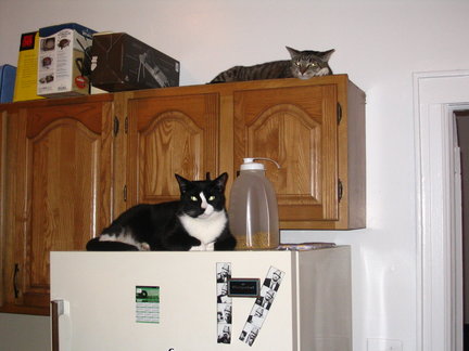 Two cats in the kitchen.